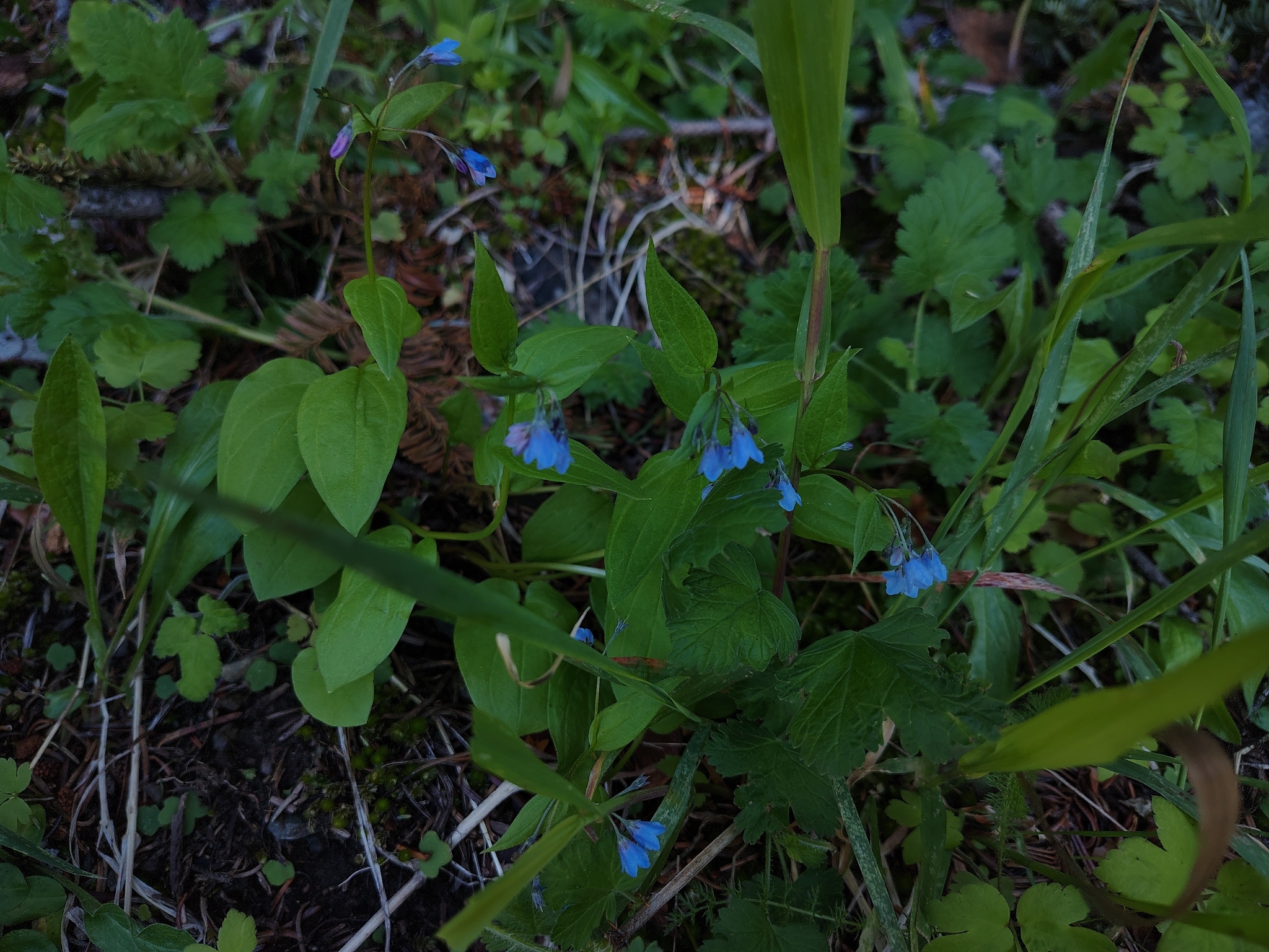 Imagem de Mertensia bella
