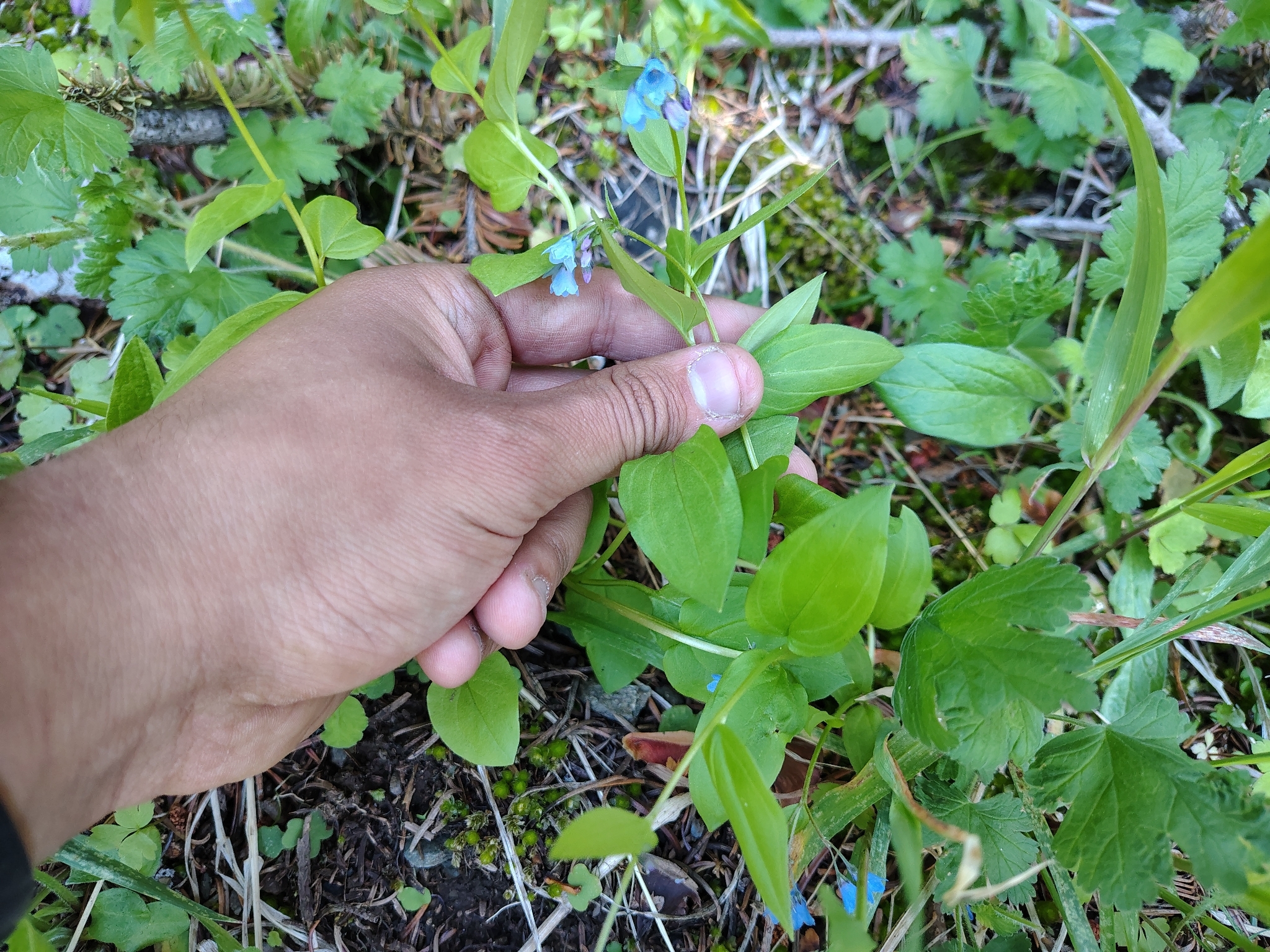 Imagem de Mertensia bella