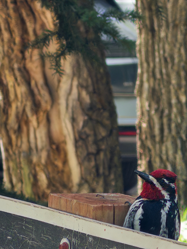 Red-naped Sapsucker
