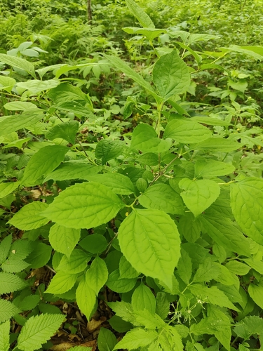 Philadelphus tenuifolius, photograph 4