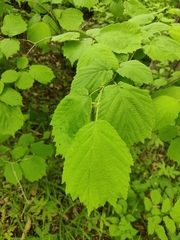 Corylus sieboldiana