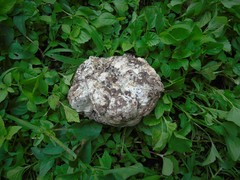 Pleurotus tuber-regium