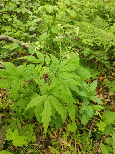 Cardamine leucantha, photograph 6