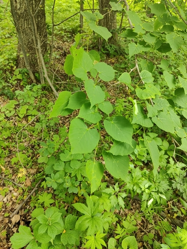 Tilia amurensis, photograph 1