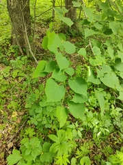 Tilia amurensis, photograph (c) Станислав Чуванов, some rights reserved (CC BY)