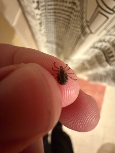 アメリカキチマダニ