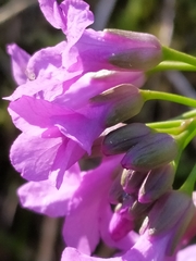 Cardamine pentaphyllos