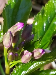 Cardamine pentaphyllos