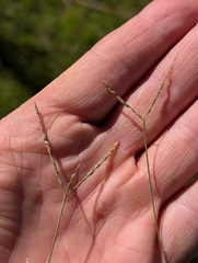 Digitaria didactyla