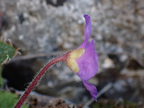 Ramonda nathaliae, photograph 2