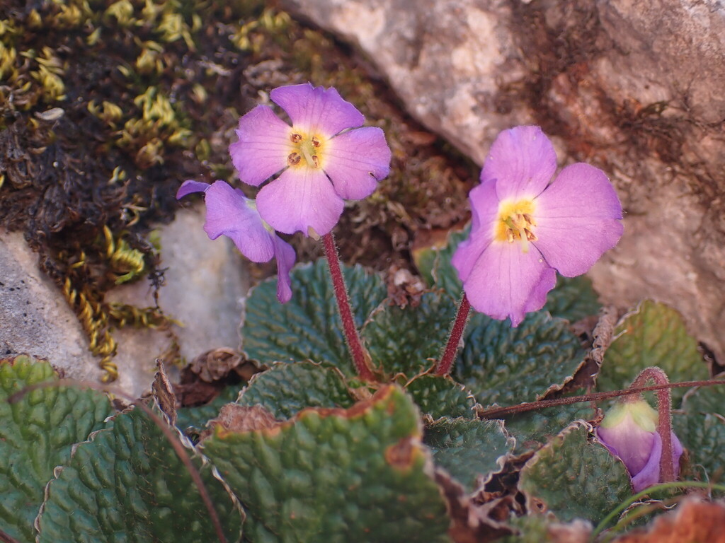 Ramonda nathaliae; photograph (c) Milan Chytrý, some rights reserved (CC BY)