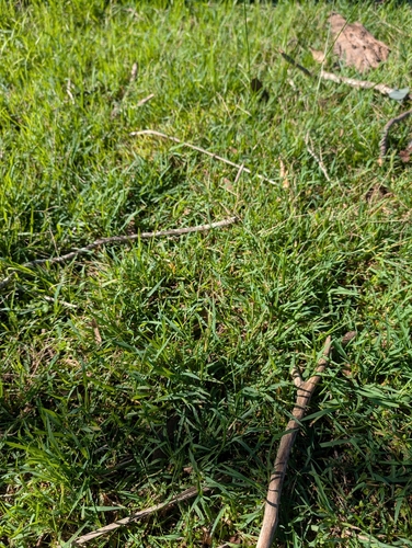 Digitaria didactyla, photograph 2