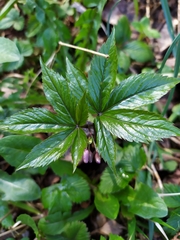 Cardamine pentaphyllos