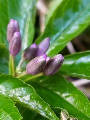 Cardamine pentaphyllos