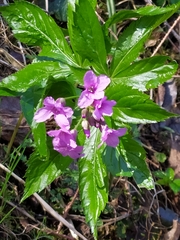 Cardamine pentaphyllos