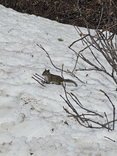 Yellow-pine Chipmunk observed by charnts