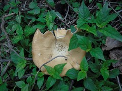 Pleurotus tuber-regium