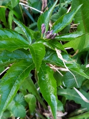 Cardamine pentaphyllos