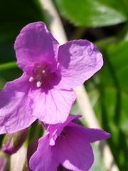 Cardamine pentaphyllos