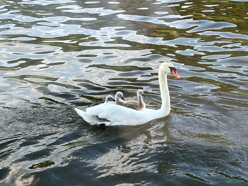 Mute Swan