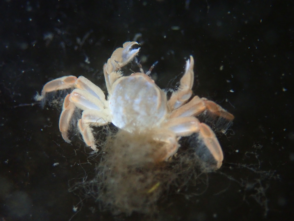 grooved mussel crab