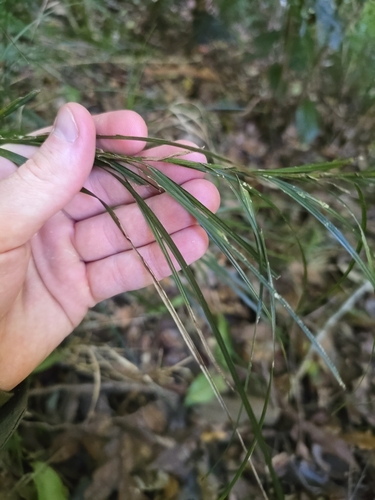 Exocarya sclerioides, 2026-05-30