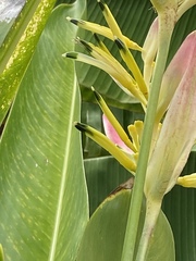 Heliconia psittacorum