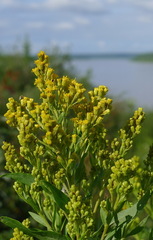 Solidago lepida lepida