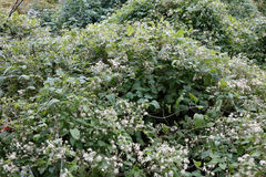 Clematis vitalba