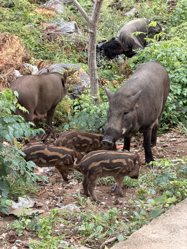 Wild Boar