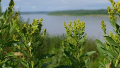 Solidago lepida lepida