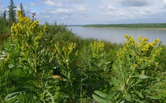 Solidago lepida lepida