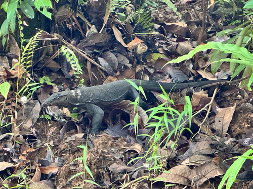 Varanus rudicollis observed 2026-06-01