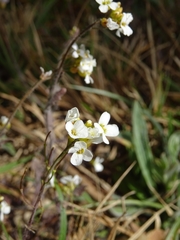 Arabis collina