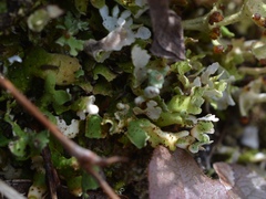Cladonia turgida
