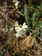 Arabis collina
