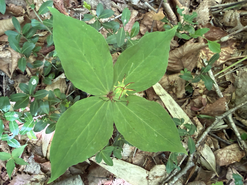 Paris tetraphylla iNat (3)