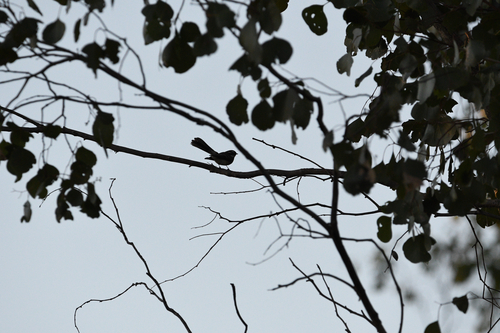 Grey Fantail