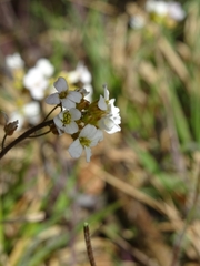 Arabis collina