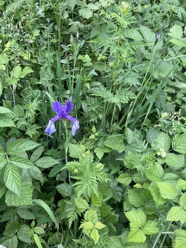 Siberian Iris