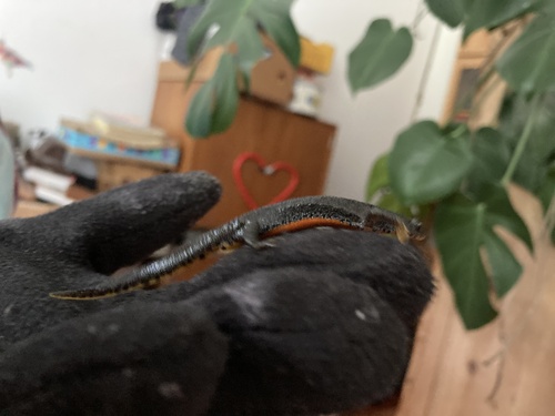 Alpine Newt