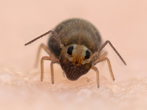 Garden Springtail, Clark County, WA, USA, photo 9 of 10