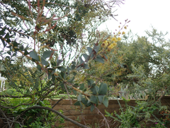 Acacia cultriformis