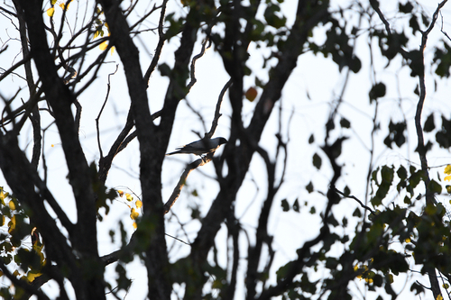 Black-faced Cuckooshrike
