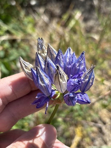 Triteleia grandiflora, photograph 6