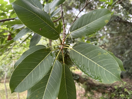 Ficus caulocarpa observed 2026-06-01