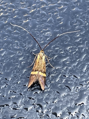 Yellow-barred Longhorn