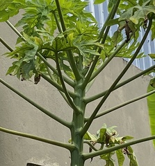 Carica papaya