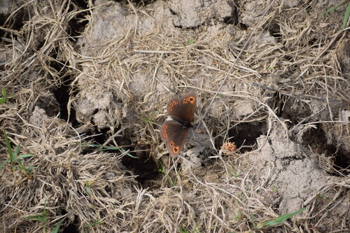 Woodland Ringlet, Trstěnice, Česko, photo 8 of 10