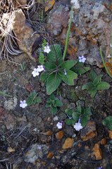 Streptocarpus meyeri